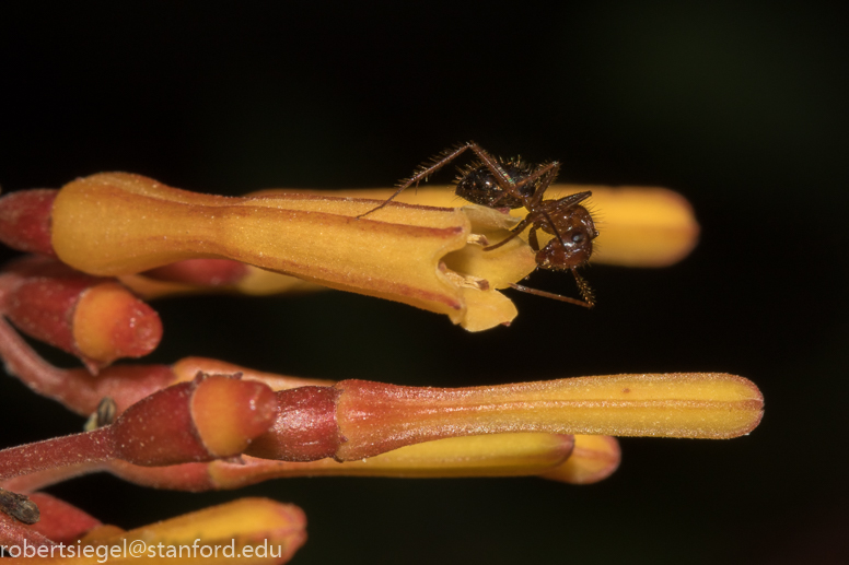 Ant on firebush flower